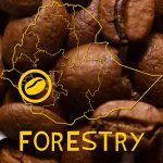 Forestry koffiebonen