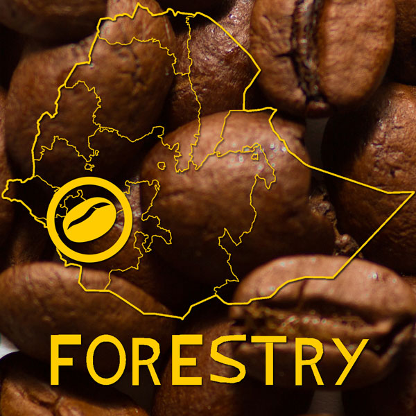 Forestry koffiebonen